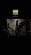 vvelum_ Altpins Profile Picture