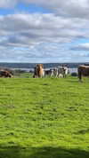 _broock_ Altpins Profile Picture