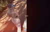 lovingmeg Altpins Profile Picture