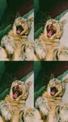 _ociaa_05 Altpins Profile Picture