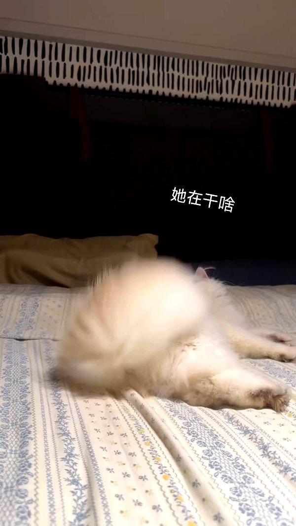 xiaoxinbue archive video preview