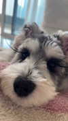 miisu000 Altpins Profile Picture