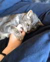 jahia_brown Altpins Profile Picture