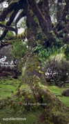 ayguldavlletova Altpins Profile Picture