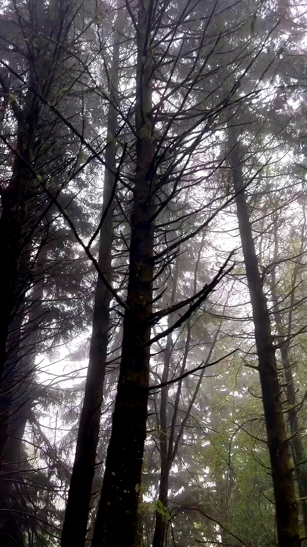 tamagotkri archive video preview