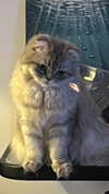 wannabeyourbabygirl Altpins Profile Picture