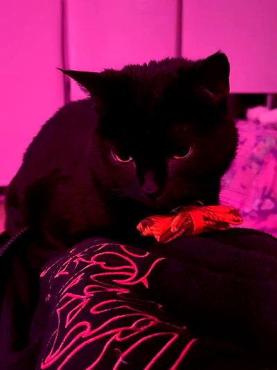 iluvmeww iluvmeww archive video