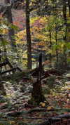 rouxroux.tv Altpins Profile Picture