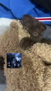 alice_hez Altpins Profile Picture