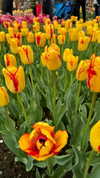 ruth_chavarri Altpins Profile Picture