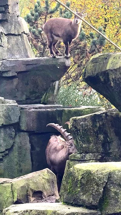 mishel_llll mishel_llll archive video