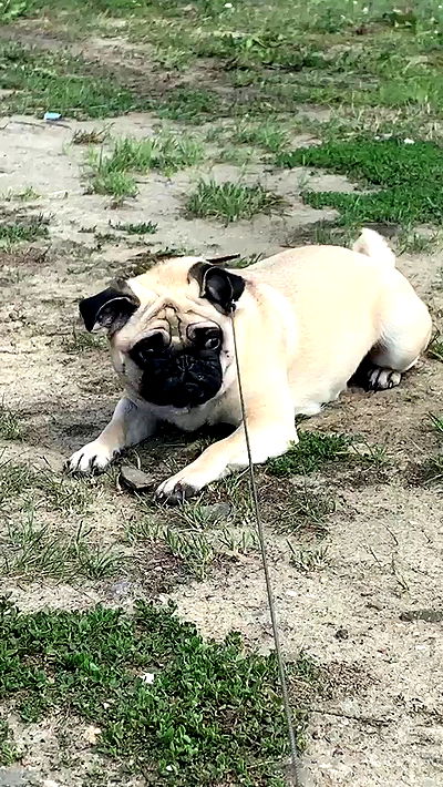 nyityam nyityam archive video