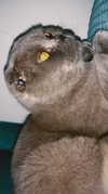 noa_zemlyanski Altpins Profile Picture
