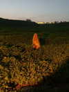 strawberryshanz Altpins Profile Picture