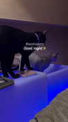 darkstar_mia Altpins Profile Picture