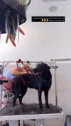 strawberryshanz Altpins Profile Picture