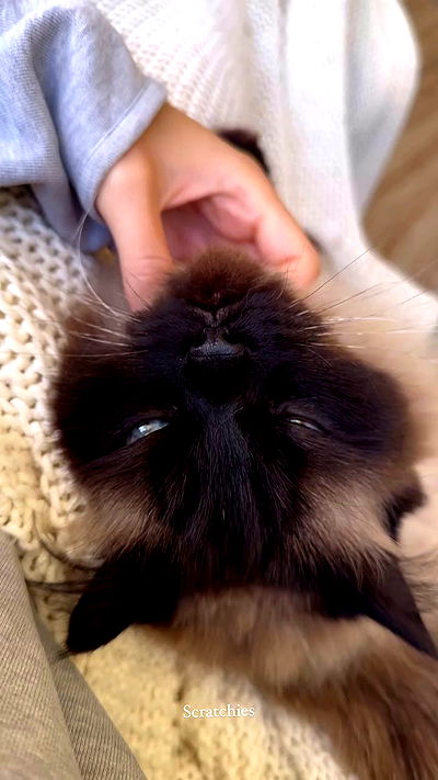 taylor.creeden taylor.creeden archive video