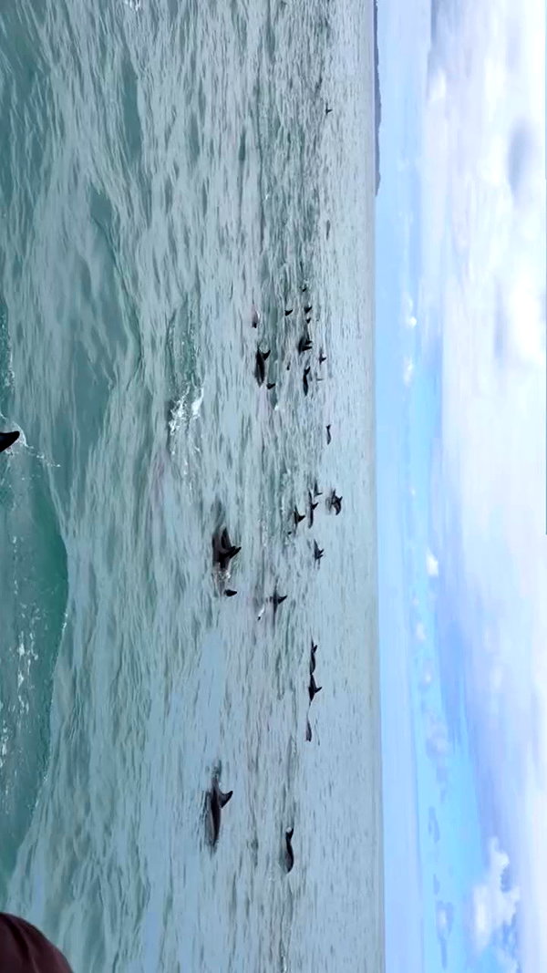 maori_cohen archive video preview