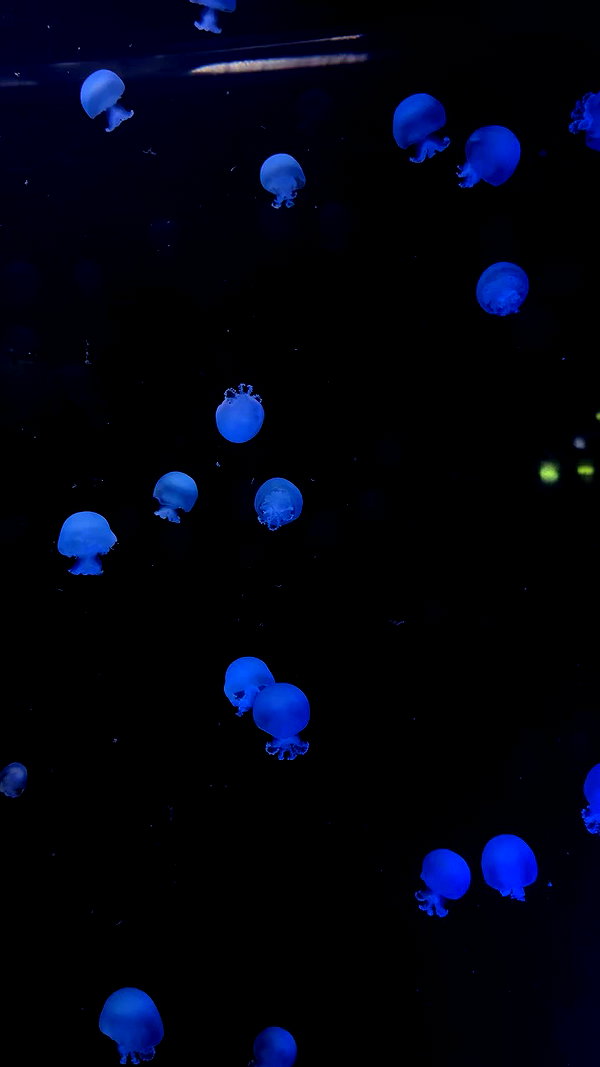 shi__rrrr archive video preview