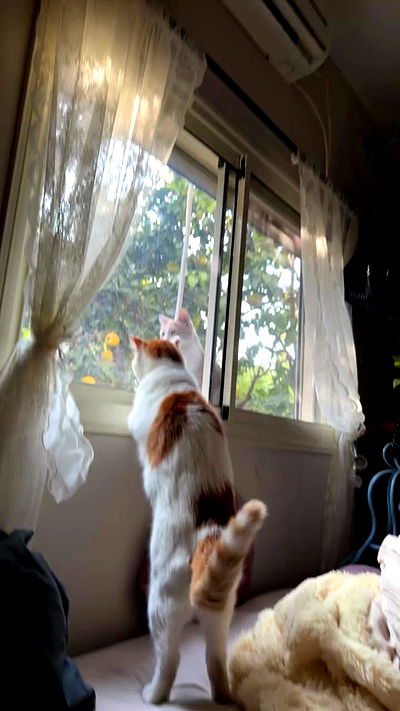 strawberryshanz strawberryshanz archive video