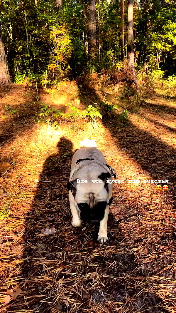 nyityam archive video preview