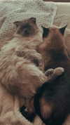 laluzone Altpins Profile Picture