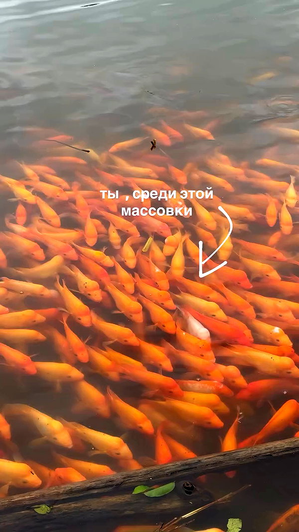 pokrov90 archive video preview