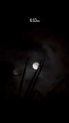 elizabethcampbelljones Altpins Profile Picture