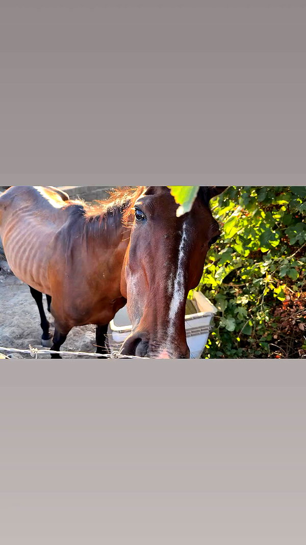 sullivang_ archive video preview