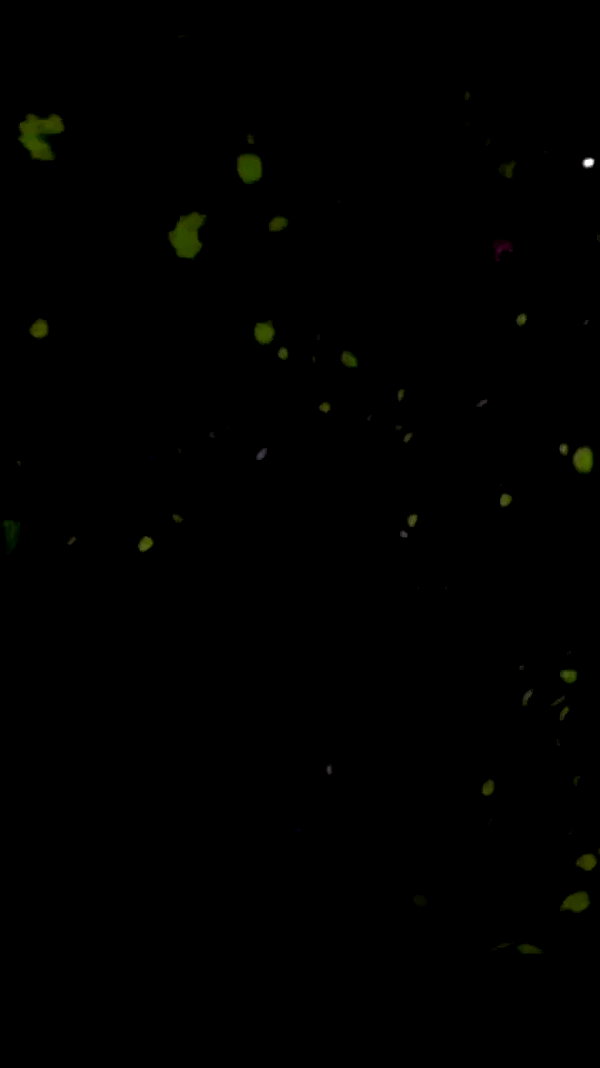 demonictii archive video preview