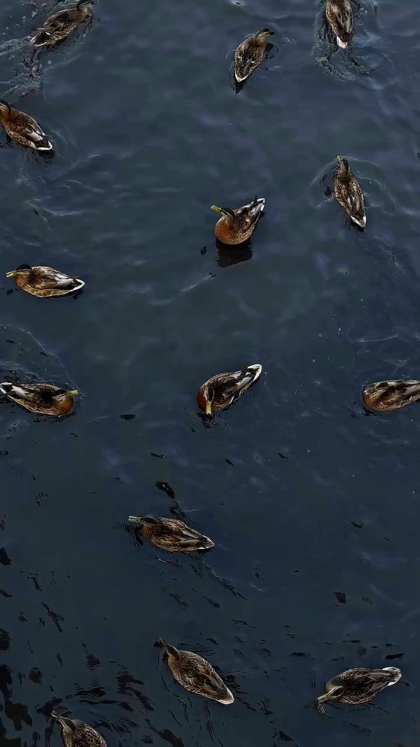 amatveyko archive video preview