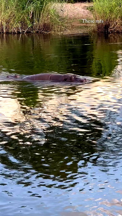 taylor.creeden taylor.creeden archive video