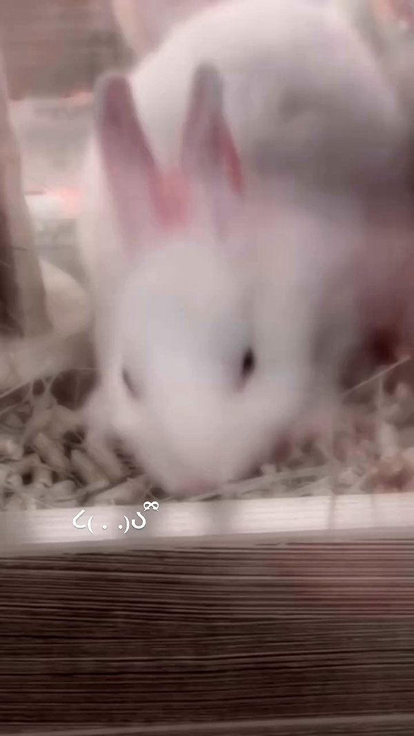 ssarnvd archive video preview
