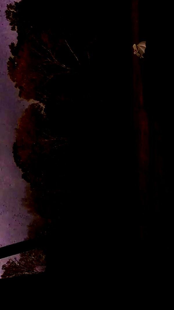 elizabethcampbelljones archive video preview