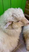 dearestsinner Altpins Profile Picture
