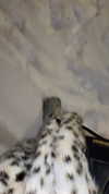 veroni22ka Altpins Profile Picture