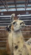 karin_orhov Altpins Profile Picture
