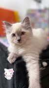 alice_hez Altpins Profile Picture