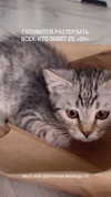 milena_milachich Altpins Profile Picture