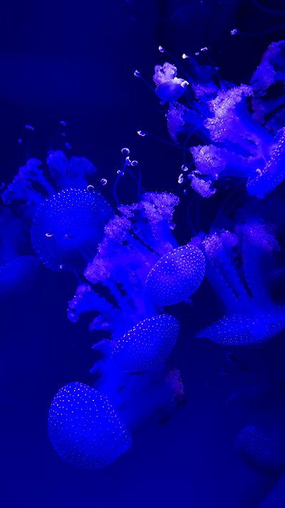 natalllluli natalllluli archive video