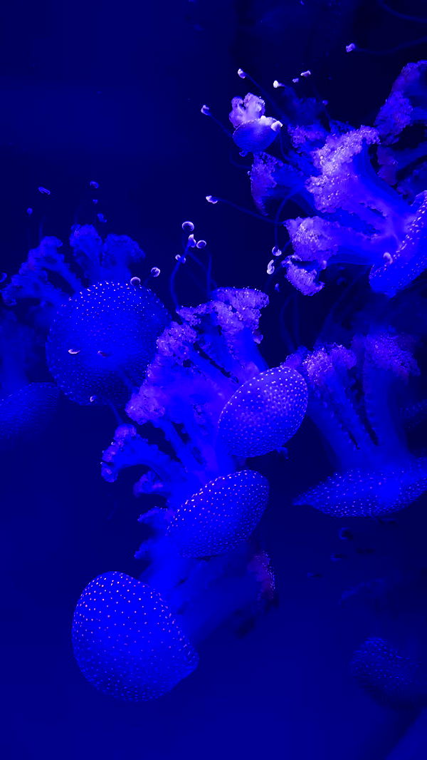 natalllluli archive video preview