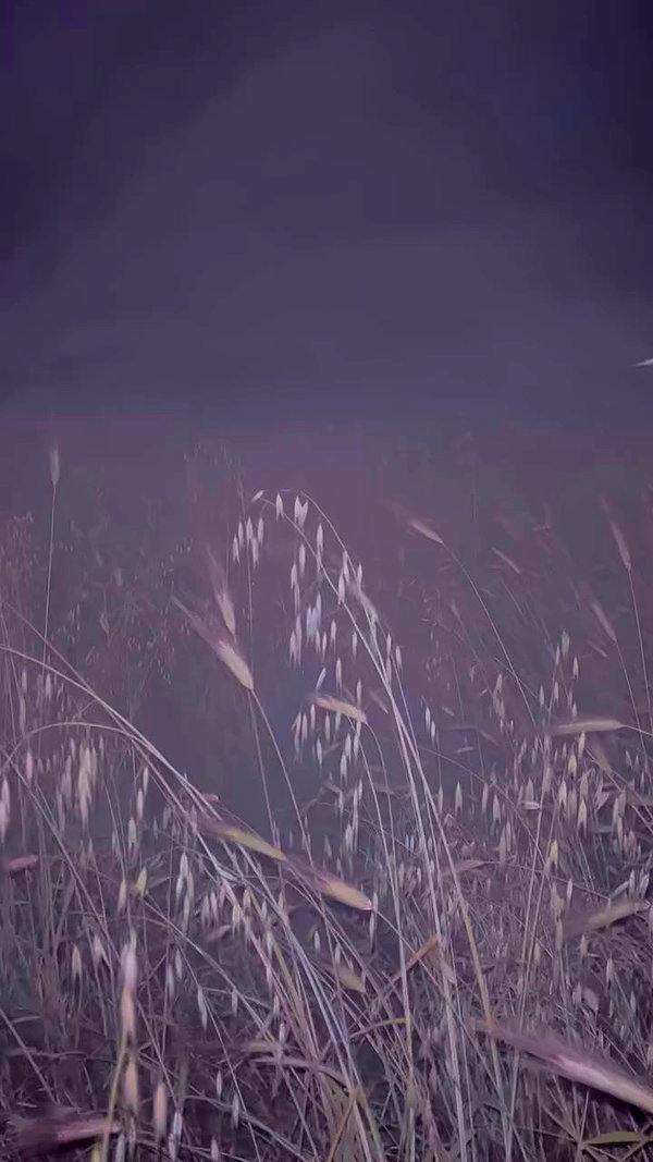 d3ad.doll archive video preview