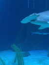 shelly_.mor Altpins Profile Picture