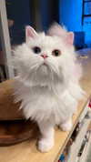 missy.y._ Altpins Profile Picture