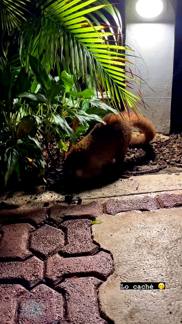 shunli__mei archive video preview