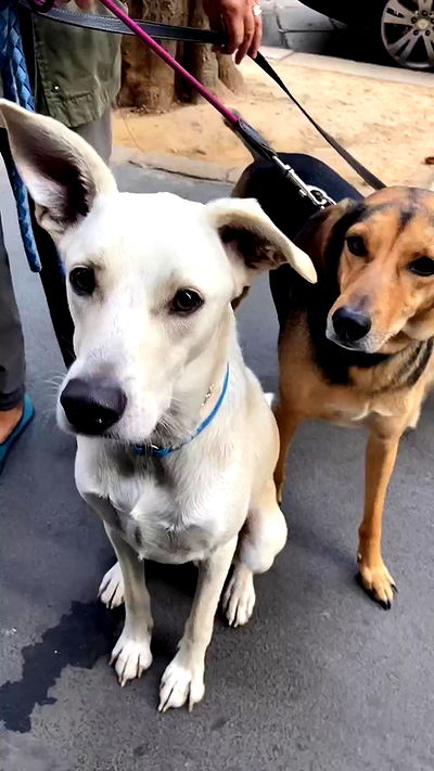 manjolamuriqi manjolamuriqi archive video