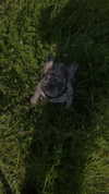 rott3nbambi Altpins Profile Picture