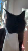 leni.bahr Altpins Profile Picture