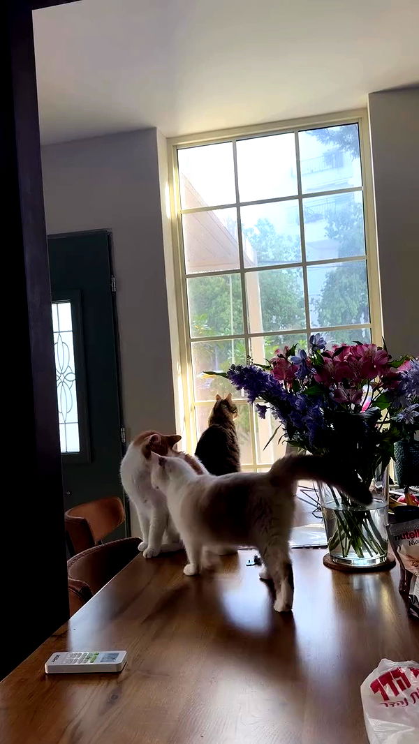 strawberryshanz archive video preview