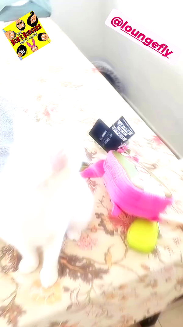 nicakitty archive video preview